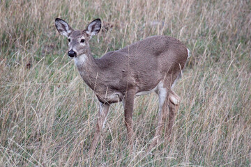 Beautiful Doe Grazing in the Autumn Grass in Hamilton Montana.