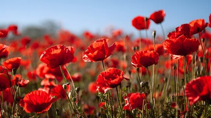 Obraz premium Vibrant field of crimson blossoms stretches toward a clear blue sky