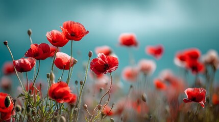 Fototapeta premium Vibrant red blossoms stand tall against a bright, soft blue background
