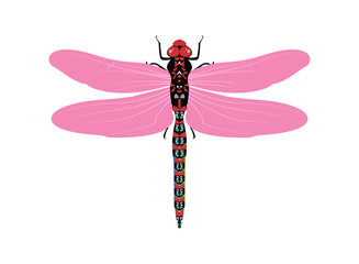 Colorful dragonfly with pink wings. Dragonfly, winged animal, fast flying, vector illustration.