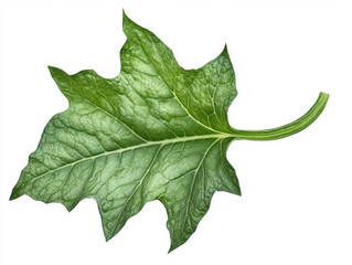 Fototapeta premium Close-up of a green leaf showcasing detailed texture and veins