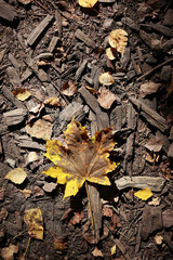 A Top-Down View Of A Fallen Yellow And Brown Maple Leaf Lying On A Dark Ground Covered With Wood Chips.