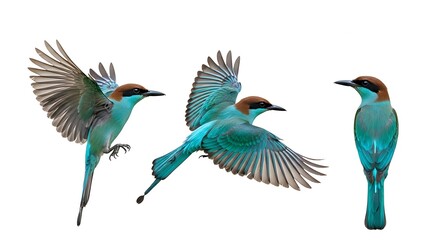 Obraz premium Three beautiful blue-tailed bee-eater birds in various flight poses isolated on white background.