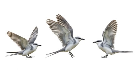 Three Birds in Flight on a White Background.