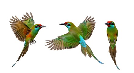 Obraz premium Three vibrant green bee-eater birds in various poses isolated on white background.