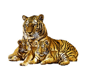 Tiger Face Portrait on Background-Wild Animal Art Design
