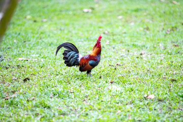 A colorful rooster, a domestic poultry bird with red feathers, stands in the green grass of a rural farm animal setting