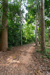forest path with trees and green nature