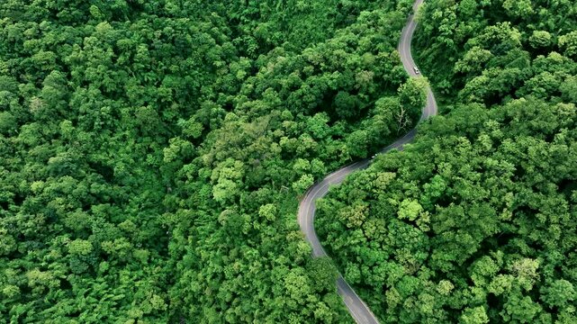 Road rainforest ecosystem and healthy environment concept , Road in the middle of the forest Concept of using electric cars to protect the environment and transportation