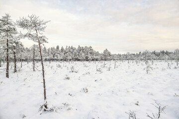 Snowy bogland a cold winter day