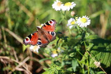 A Colorful European Peacock Butterfly Sits On A White Aster Flower In A Sunny Summer Garden, Collecting Nectar.