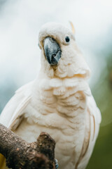 A close-up portrait of a majestic white cockatoo perched on a branch with a blurred green background.