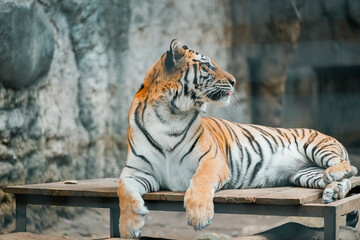 Majestic tiger resting on a wooden platform against a rocky backdrop in a zoo enclosure.