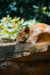 Lioness resting on a rock in a zoo enclosure, basking in sunlight.