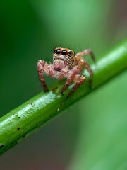 spider on a leaf