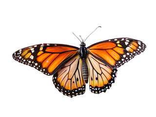 Fototapeta premium utterfly on flowers Isolated on white background .PNG. AI Generated