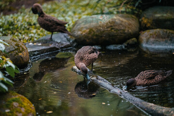 Three ducks are in a pond with a log, surrounded by rocks and vegetation.