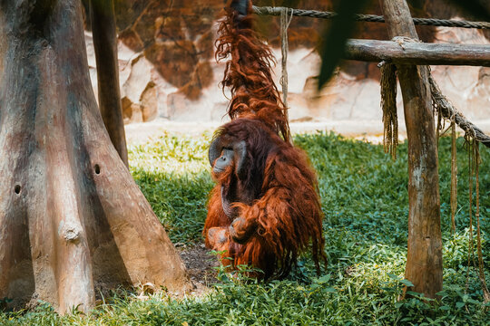 An orangutan sits on the grass in an enclosure, with a tree trunk to its left and a rope hanging above. - Powered by Adobe