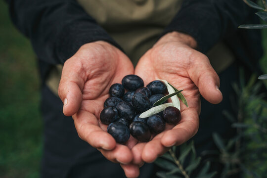 Olive Harvest. Hands Holding Fresh Olives in Grove