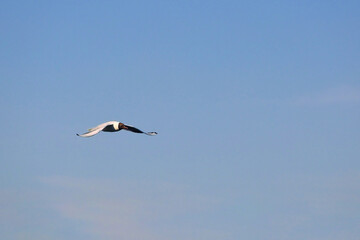 A Lone Black-Headed Gull In Flight Against A Vast, Clear Blue Sky, Symbolizing Freedom, Travel, And Solitude.