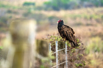 Turkey Vulture Perched on a Fence at Point Reyes