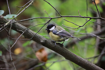 A Small Great Tit Bird Sitting On A Tree Branch With A Softly Blurred Green And Brown Forest Background.