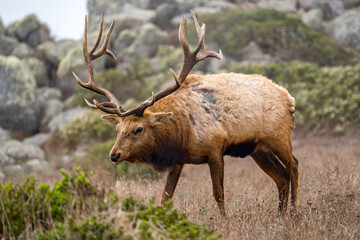 Fototapeta premium Tule Elk Grazing on the Tomales Point Trail, Point Reyes, California