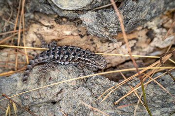 Western Fence Lizard Close-Up in Point Lobos Natural Habitat