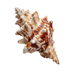Obraz premium Close-up of a seashell with intricate patterns (1)