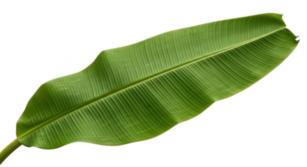 Vibrant Green Banana Leaf Isolated On Black Background
