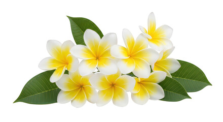 Vibrant Plumeria Flowers And Green Leaves On Black Background
