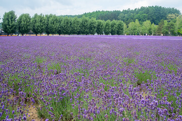 People walking and taking photos in large lavender field with forest background at Hokkaido, Japan
