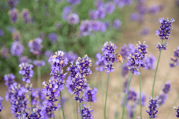 Naklejka premium Bee collecting nectar from lavender flowers in outdoor garden at Hokkaido, Japan