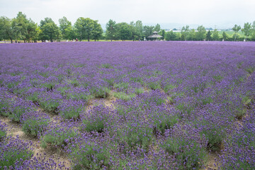Fototapeta premium Lavender field blooming in rural landscape with trees and distant hills at Hokkaido, Japan