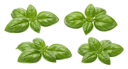 Fresh Basil Leaves Isolated On Black Background