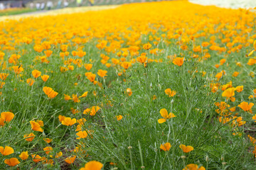 Field of blooming orange California poppies in natural outdoor setting at Hokkaido, Japan