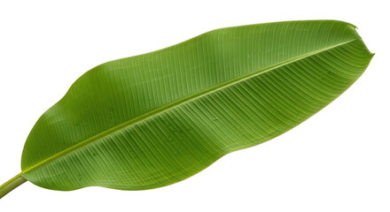 Vibrant Green Banana Leaf Isolated On Black Background