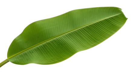 Vibrant Green Banana Leaf Isolated On Black Background