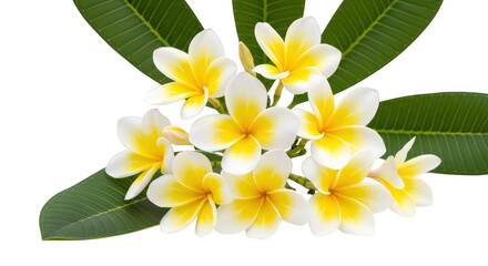 White And Yellow Plumeria Flowers With Green Leaves On Black