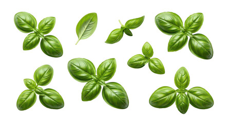 Fresh Green Basil Leaves And Sprigs Isolated On Black