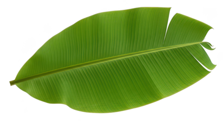 Vibrant Green Banana Leaf Isolated On Black Background