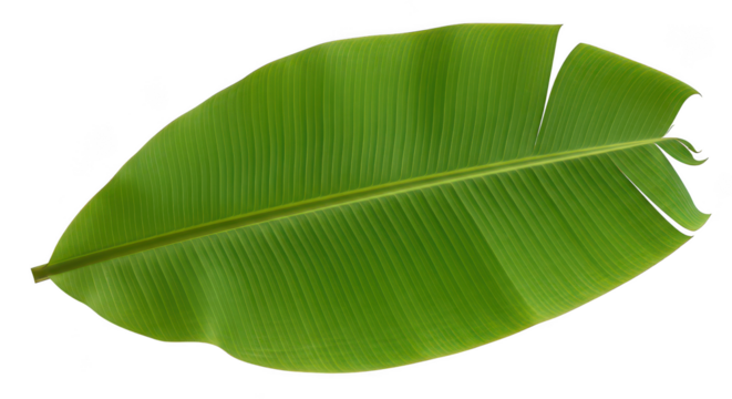 Vibrant Green Banana Leaf Isolated On Black Background