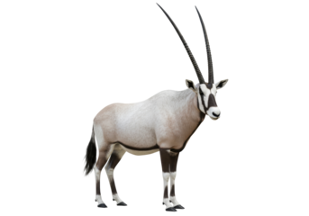 Isolated Arabian Oryx stands gracefully with long horns antelope animal mammal wildlife