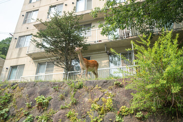 Deer standing on rocky ledge near residential building in urban environment, hokkaido, Japan