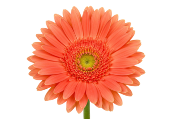 Beautiful orange gerbera daisy flower PNG illustration isolated on transparent background for design projects and creative compositions
