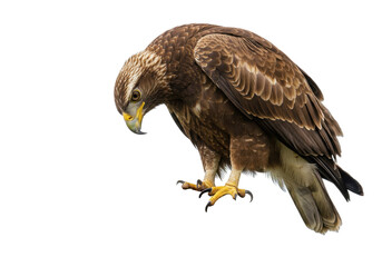Majestic golden eagle PNG illustration isolated on transparent background predatory bird of prey wildlife animal