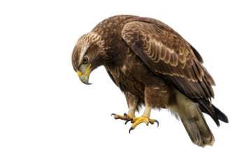 Majestic golden eagle PNG illustration isolated on transparent background predatory bird of prey wildlife animal