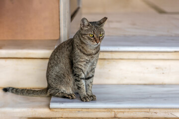 A gray cat is sitting on the porch