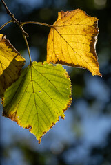 Minimal composition of seasonal foliage, warm tones, shallow depth of field 