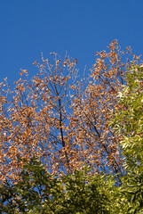 Dry autumn foliage contrasting with lively canopy on a clear day
